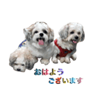 My Dogs (Japanese Version)（個別スタンプ：1）