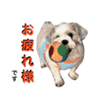 My Dogs (Japanese Version)（個別スタンプ：3）