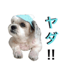 My Dogs (Japanese Version)（個別スタンプ：4）