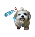 My Dogs (Japanese Version)（個別スタンプ：5）