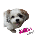 My Dogs (Japanese Version)（個別スタンプ：6）