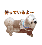 My Dogs (Japanese Version)（個別スタンプ：7）