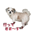 My Dogs (Japanese Version)（個別スタンプ：13）