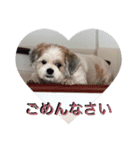 My Dogs (Japanese Version)（個別スタンプ：14）