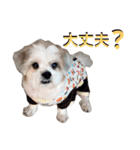 My Dogs (Japanese Version)（個別スタンプ：15）