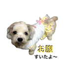 My Dogs (Japanese Version)（個別スタンプ：16）