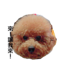 poodle Qg Greetings to you（個別スタンプ：1）