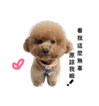 poodle Qg Greetings to you（個別スタンプ：3）