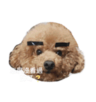 poodle Qg Greetings to you（個別スタンプ：4）