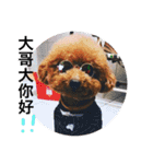 poodle Qg Greetings to you（個別スタンプ：6）