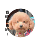 poodle Qg Greetings to you（個別スタンプ：7）