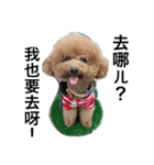 poodle Qg Greetings to you（個別スタンプ：8）