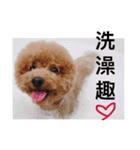 poodle Qg Greetings to you（個別スタンプ：9）