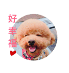 poodle Qg Greetings to you（個別スタンプ：10）