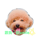 poodle Qg Greetings to you（個別スタンプ：11）