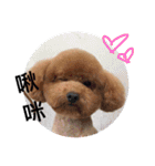 poodle Qg Greetings to you（個別スタンプ：13）