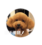 poodle Qg Greetings to you（個別スタンプ：16）