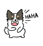 Chihuahua cute dog（個別スタンプ：4）