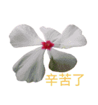 Song of Flowers（個別スタンプ：10）