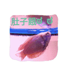 super useful fish pictures part1（個別スタンプ：4）