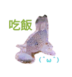 super useful fish pictures part1（個別スタンプ：5）