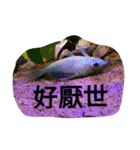 super useful fish pictures part1（個別スタンプ：12）