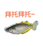 super useful fish pictures part1（個別スタンプ：14）