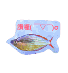 super useful fish pictures part1（個別スタンプ：17）