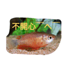 super useful fish pictures part1（個別スタンプ：20）