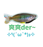 super useful fish pictures part1（個別スタンプ：29）