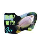 super useful fish pictures part1（個別スタンプ：31）