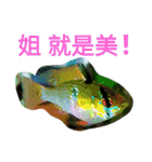 super useful fish pictures part1（個別スタンプ：34）