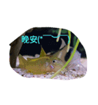 super useful fish pictures part1（個別スタンプ：39）