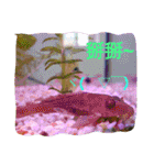 super useful fish pictures part1（個別スタンプ：40）