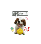 LALA'S PET II (KING CHARLES CAVALIER)（個別スタンプ：17）