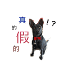 lulu is dog（個別スタンプ：11）