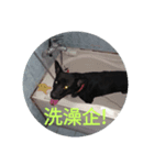 kawaii dog happy 2（個別スタンプ：1）