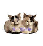 8cat！（個別スタンプ：1）