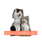 8cat！（個別スタンプ：9）