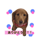 ミニチュアダックスフンド  犬（個別スタンプ：2）