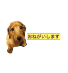 ミニチュアダックスフンド  犬（個別スタンプ：3）