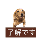 ミニチュアダックスフンド  犬（個別スタンプ：5）