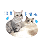 Ragdoll Cat ＆American Shorthair Cat-Love（個別スタンプ：1）