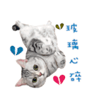 Ragdoll Cat ＆American Shorthair Cat-Love（個別スタンプ：18）