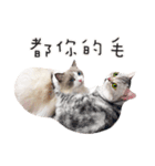 Ragdoll Cat ＆American Shorthair Cat-Love（個別スタンプ：24）