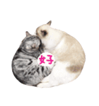 Ragdoll Cat ＆American Shorthair Cat-Love（個別スタンプ：25）