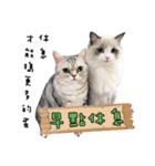 Ragdoll Cat ＆American Shorthair Cat-Love（個別スタンプ：32）