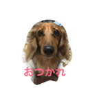 うちの愛犬！（個別スタンプ：1）