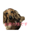 うちの愛犬！（個別スタンプ：2）