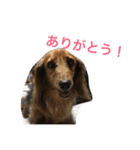 うちの愛犬！（個別スタンプ：3）